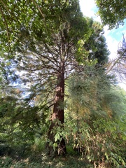 Sequoiadendron giganteum