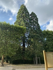 Sequoiadendron giganteum