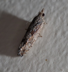 Holocola thalassinana