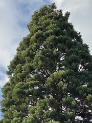 Sequoiadendron giganteum