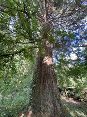 Sequoiadendron giganteum