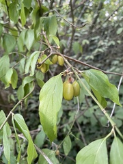 Cornus mas