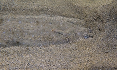 Solea senegalensis