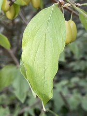 Cornus mas