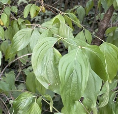 Cornus mas