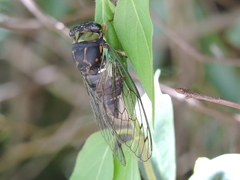 Neotibicen tibicen tibicen