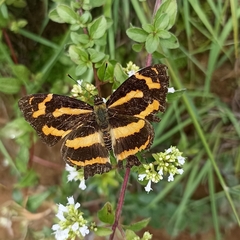 Symbrenthia niphanda