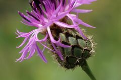 Centaurea scabiosa badensis