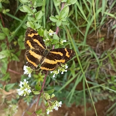 Symbrenthia niphanda