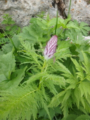 Pedicularis atropurpurea