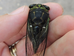 Neotibicen tibicen tibicen