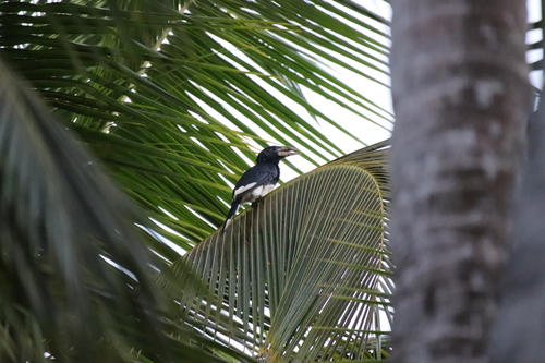 Piping Hornbill (Bycanistes fistulator), photo 7