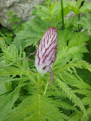 Pedicularis atropurpurea