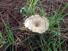 Clitocybe gibba image