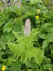 Pedicularis atropurpurea