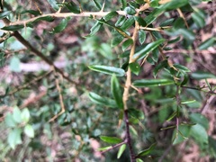 Pittosporum viscidum