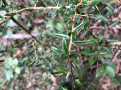Pittosporum viscidum