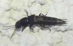 Pseudocypus