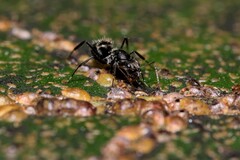 Camponotus