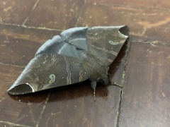 Pindara