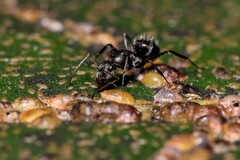 Camponotus