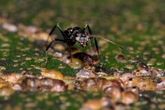 Camponotus