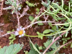 Brachyscome lineariloba