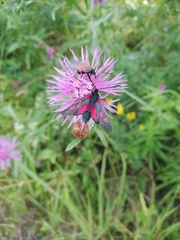 Zygaena viciae