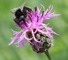 Centaurea scabiosa badensis