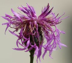 Centaurea scabiosa badensis