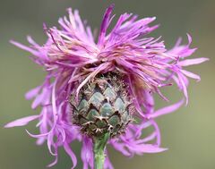 Centaurea scabiosa badensis