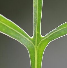 Centaurea scabiosa badensis