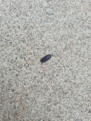 Porcellio scaber