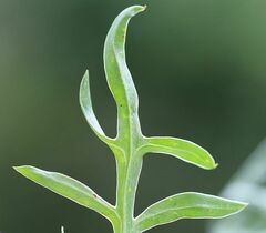 Centaurea scabiosa badensis