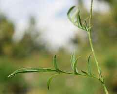 Centaurea scabiosa badensis