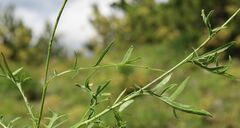 Centaurea scabiosa badensis