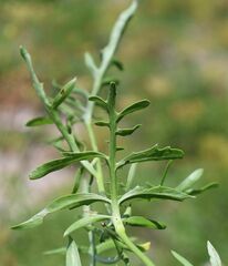 Centaurea scabiosa badensis
