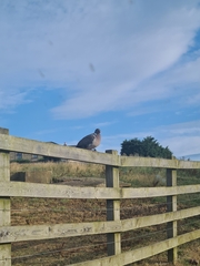 Columba palumbus