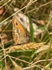 Pyronia tithonus