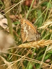 Pyronia tithonus