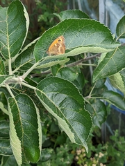 Pyronia tithonus