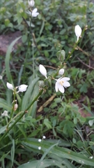 Chlorophytum tuberosum