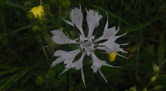 Dianthus superbus
