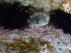 Tripneustes kermadecensis