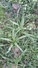 Chlorophytum tuberosum