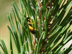 Acantholyda hieroglyphica