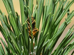 Acantholyda hieroglyphica