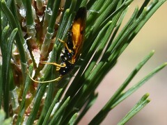 Acantholyda hieroglyphica