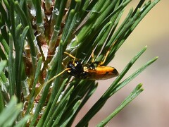 Acantholyda hieroglyphica