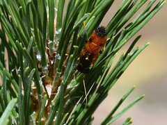 Acantholyda hieroglyphica